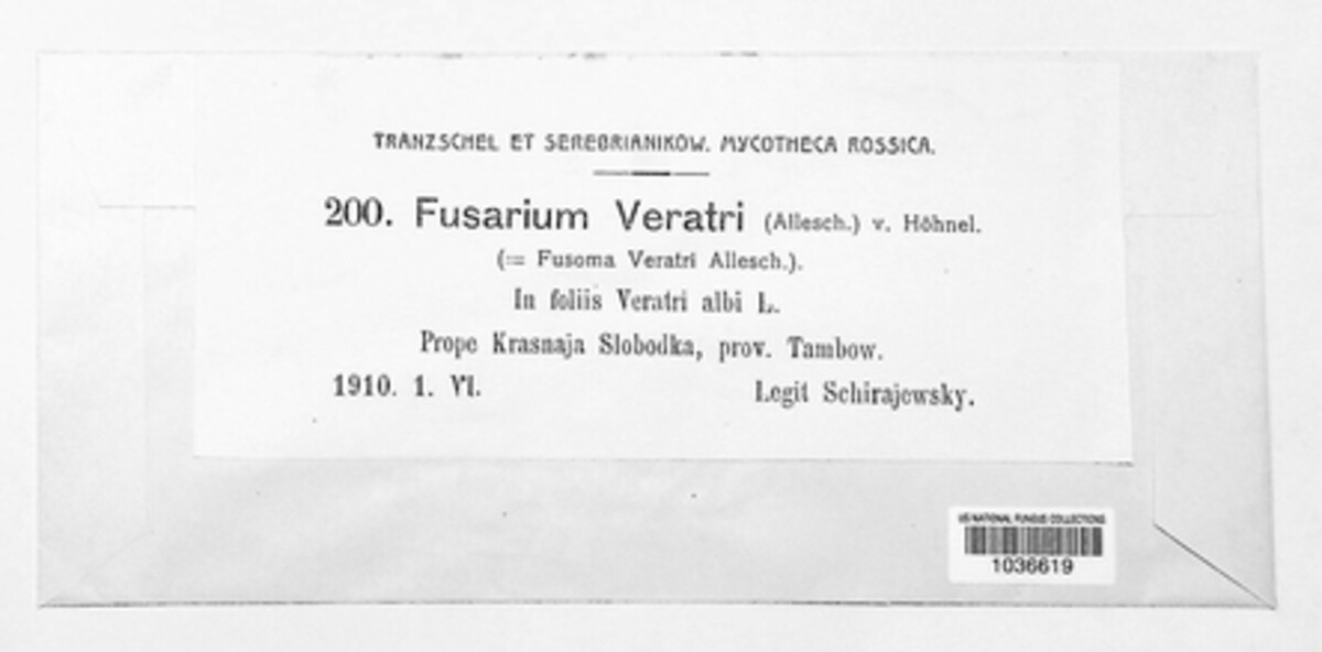 Fusarium veratri image